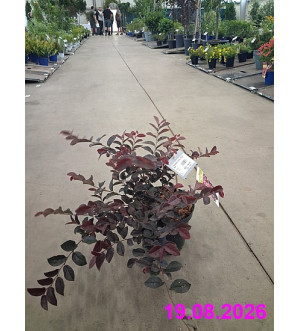 Loropetalum chinense 'Pipa's Red' C 2,5 L